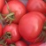 代收代购西红柿辣椒季节性蔬菜