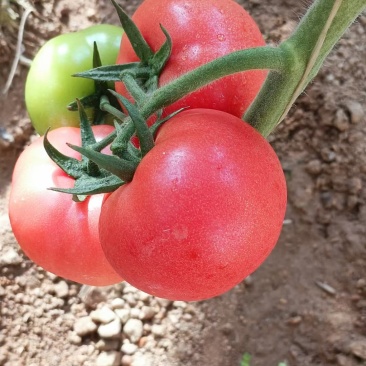 代收代购西红柿辣椒季节性蔬菜