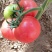 代收代购西红柿辣椒季节性蔬菜