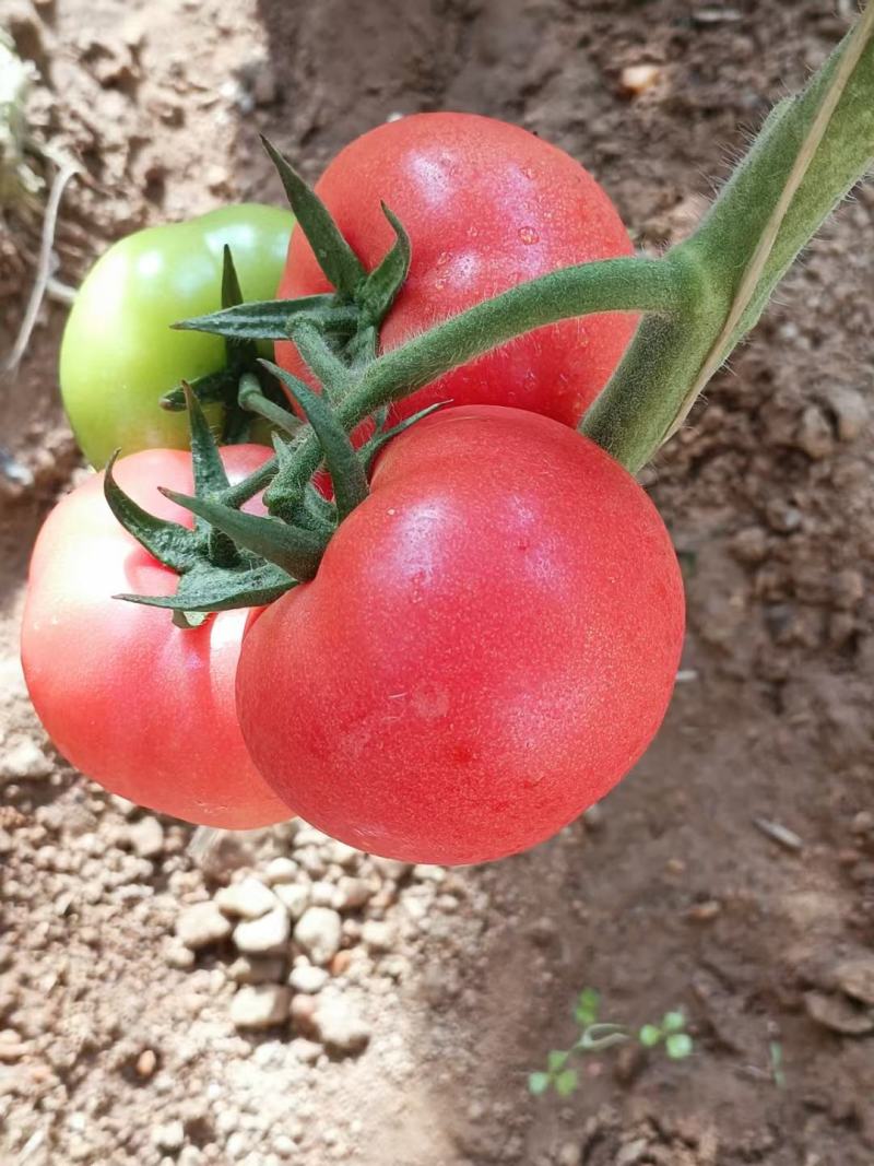 代收代购西红柿辣椒季节性蔬菜