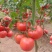代收代购西红柿辣椒季节性蔬菜