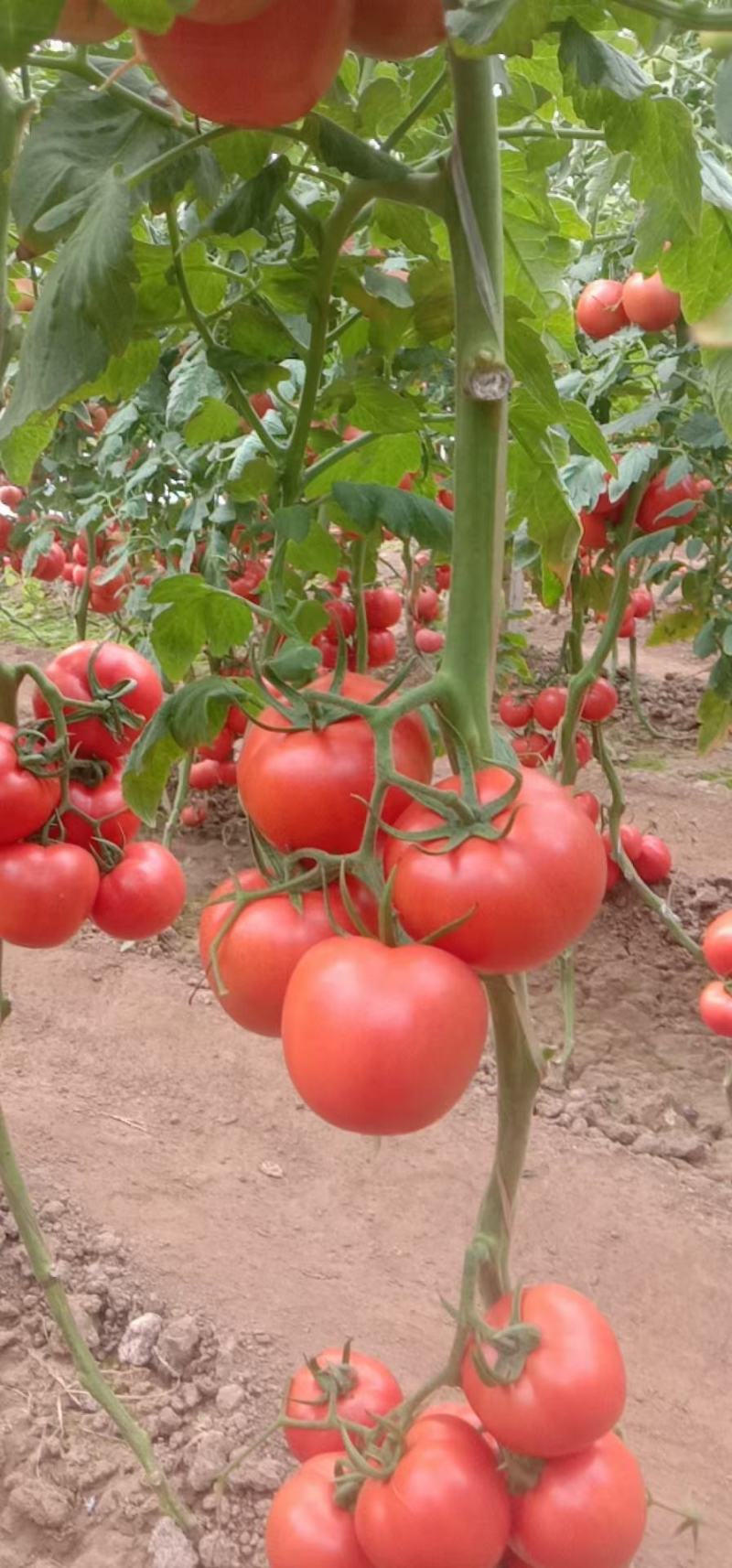 代收代购西红柿辣椒季节性蔬菜