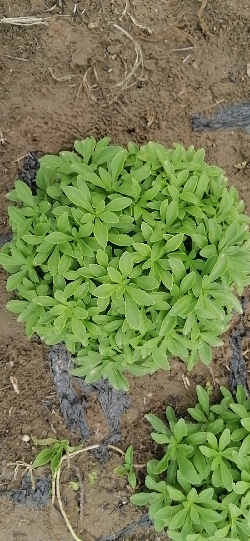 救心菜养心菜高钙菜