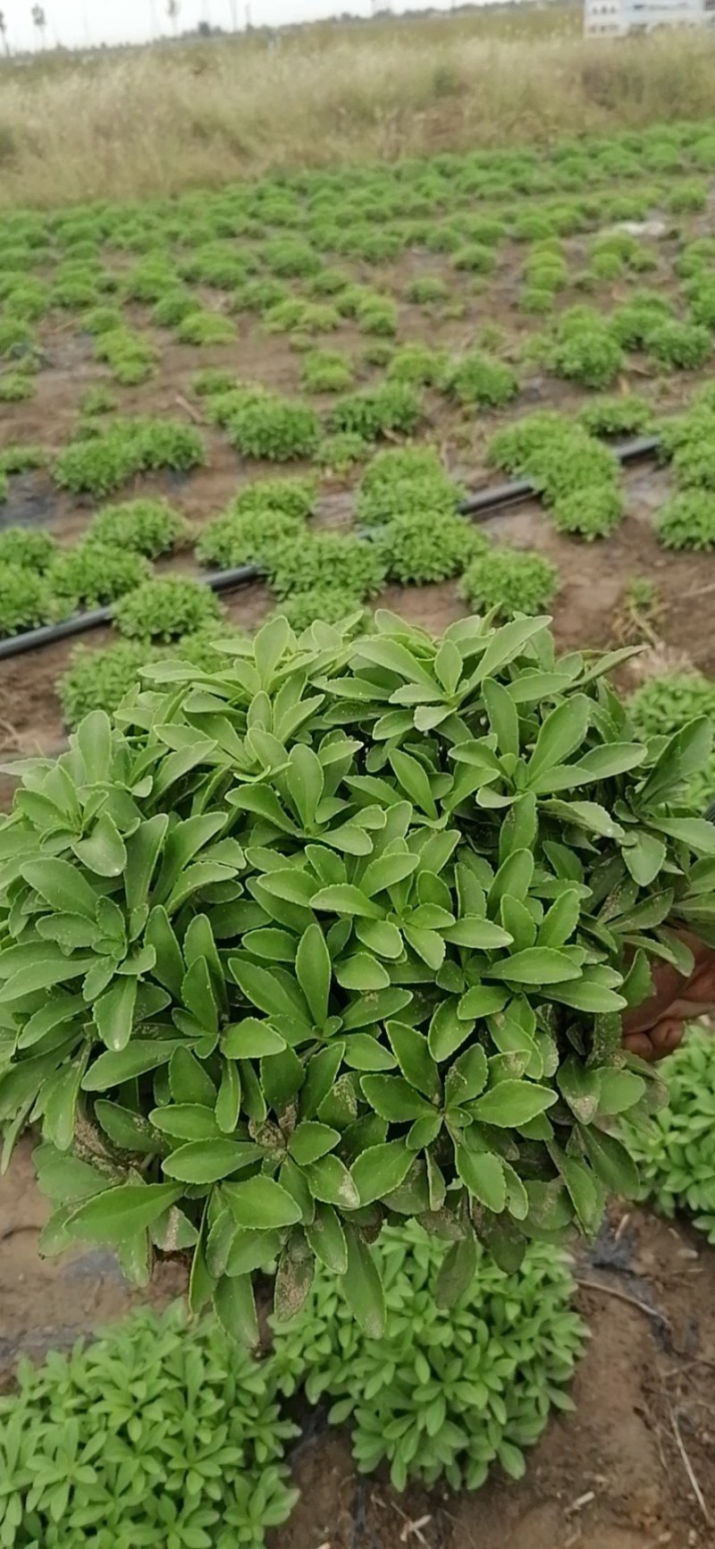 救心菜养心菜高钙菜