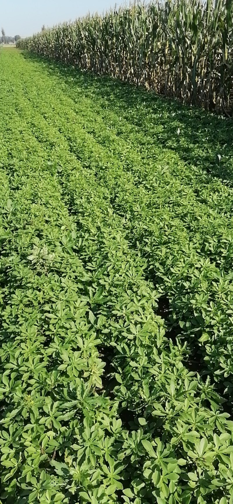 救心菜养心菜高钙菜