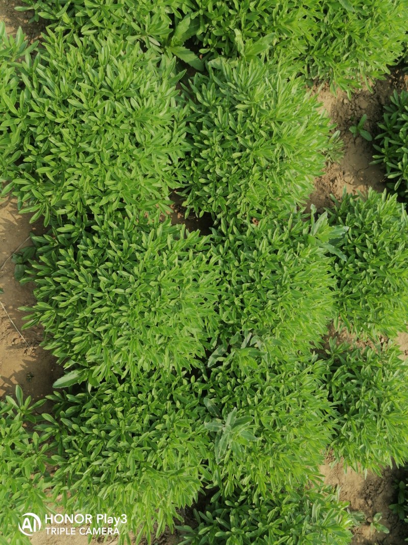 救心菜养心菜高钙菜