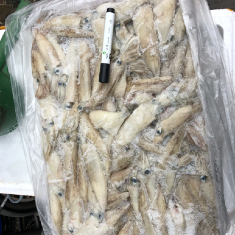 大海兔笔管鱼板冻海兔一件20斤装板冻货笔管鱼