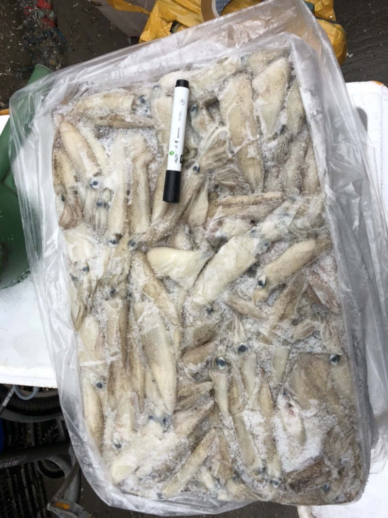 大海兔笔管鱼板冻海兔一件20斤装板冻货笔管鱼