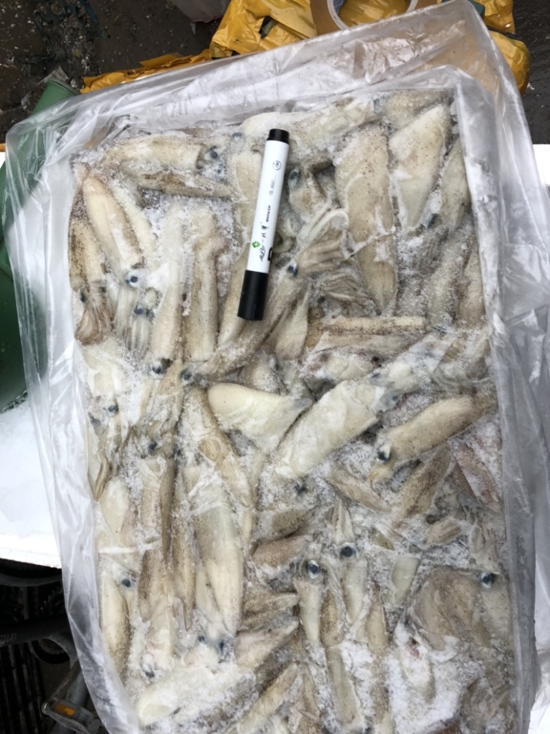大海兔笔管鱼板冻海兔一件20斤装板冻货笔管鱼