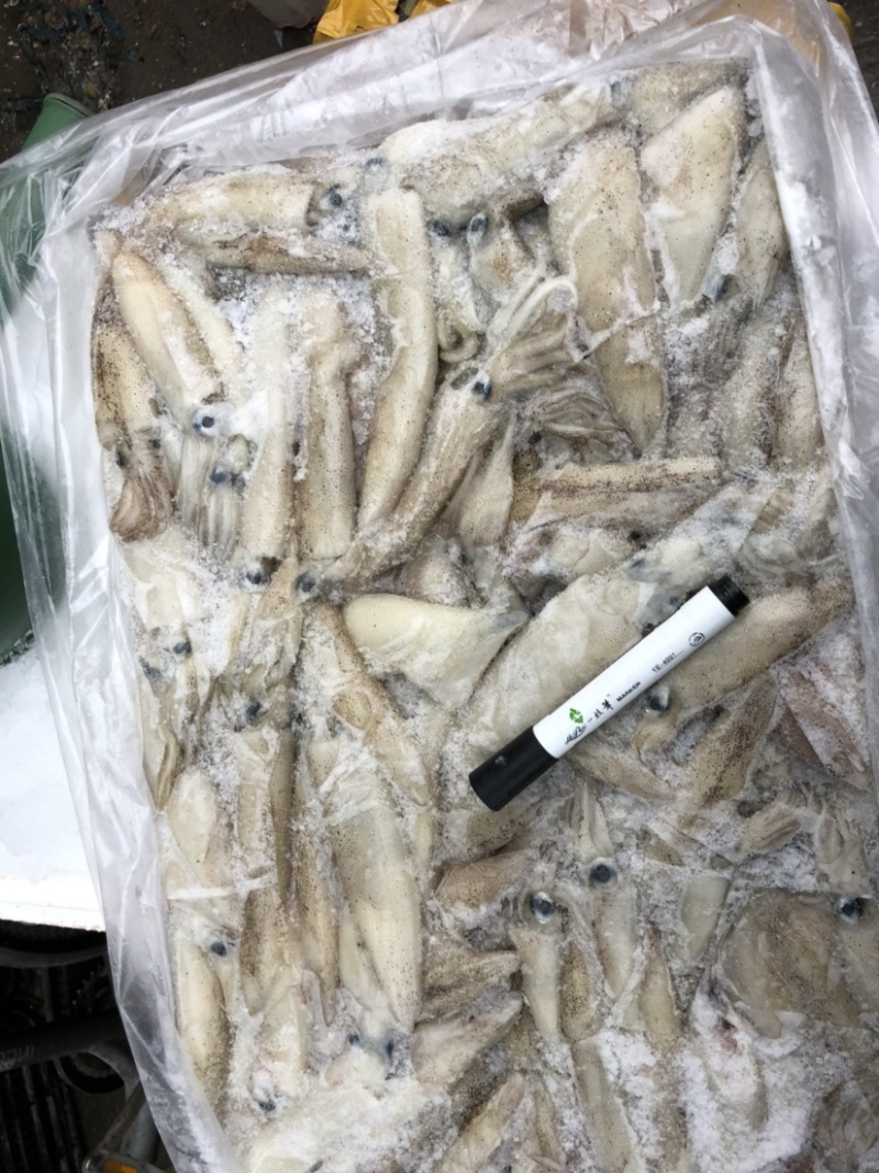 大海兔笔管鱼板冻海兔一件20斤装板冻货笔管鱼