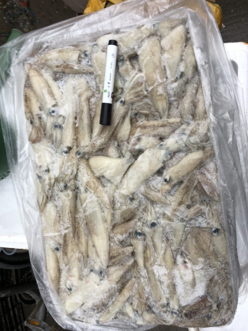 大海兔笔管鱼板冻海兔一件20斤装板冻货笔管鱼