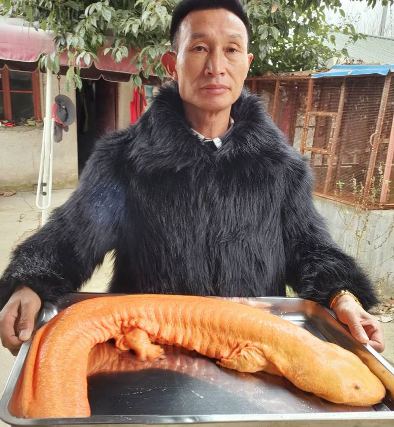 娃娃鱼金娃娃观赏鱼大量有货电话联系