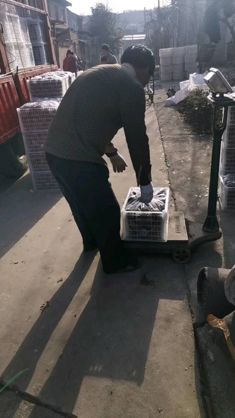 太白山优生区优质徐香猕猴桃