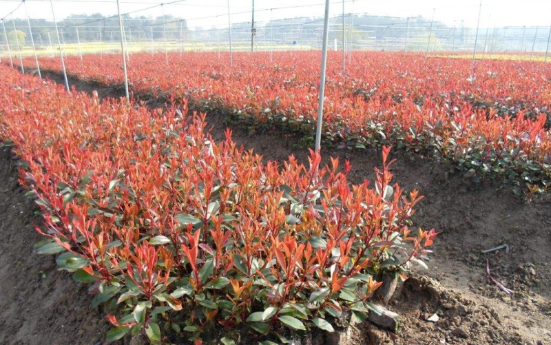 红叶石楠种子四季常青工程绿化树种红罗宾火焰石楠树种子