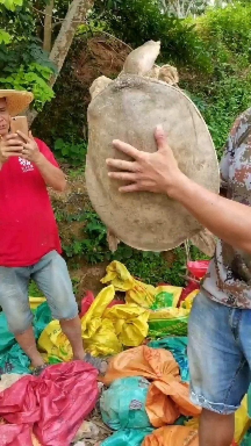 大甲鱼珍珠鳖，6到10几斤，38元一斤，一只起售