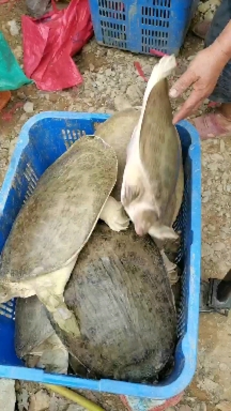大甲鱼珍珠鳖，6到10几斤，38元一斤，一只起售