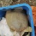 大甲鱼珍珠鳖，6到10几斤，38元一斤，一只起售