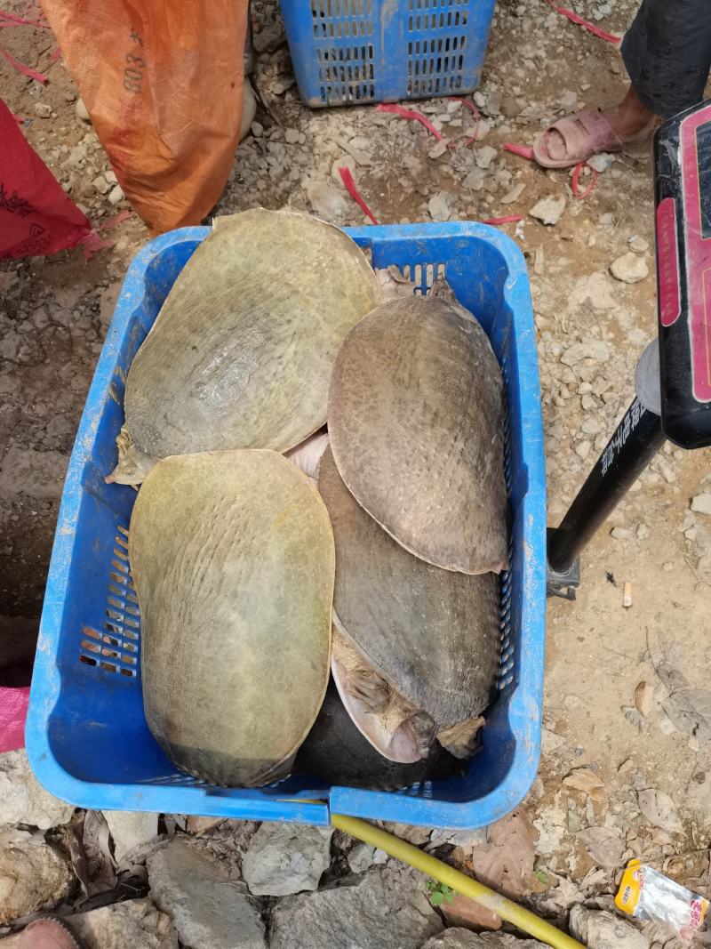 大甲鱼珍珠鳖，6到10几斤，38元一斤，一只起售