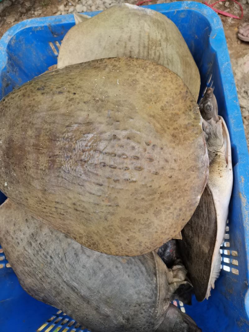 大甲鱼珍珠鳖，6到10几斤，38元一斤，一只起售