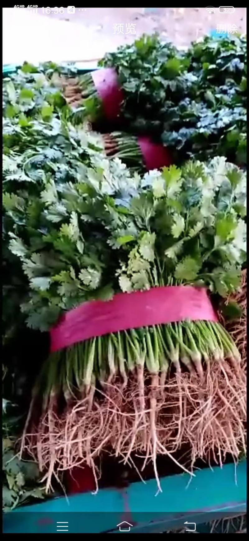 香菜，大棚万亩精品大叶香菜，一手货源低价批发