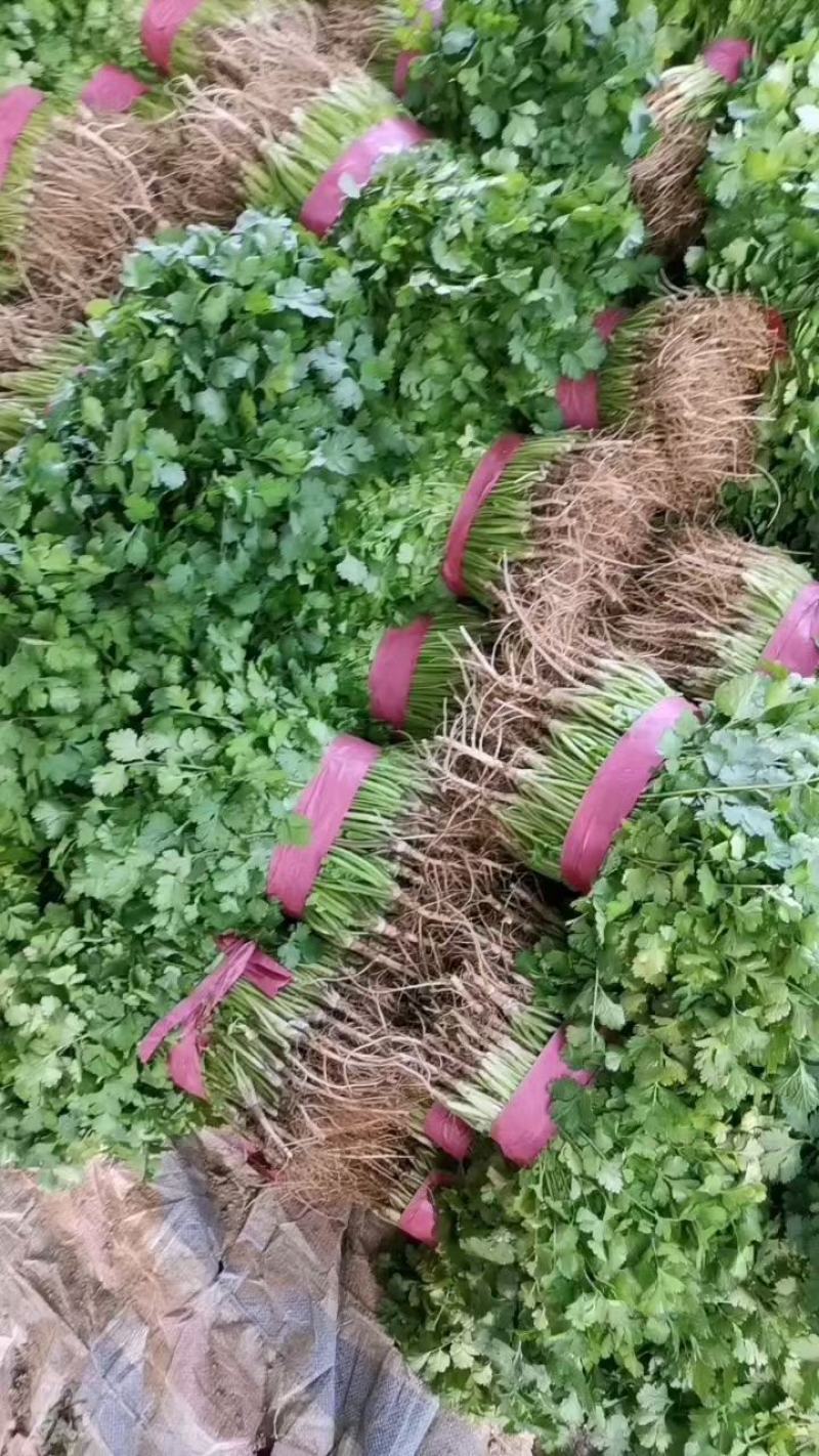 香菜，大棚万亩精品大叶香菜，一手货源低价批发