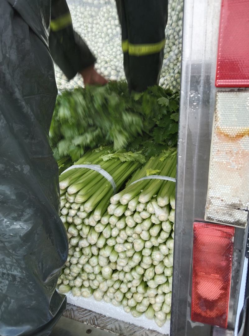 精品优质西芹，大棚西芹，美国西芹产地直供，直供全国各地。