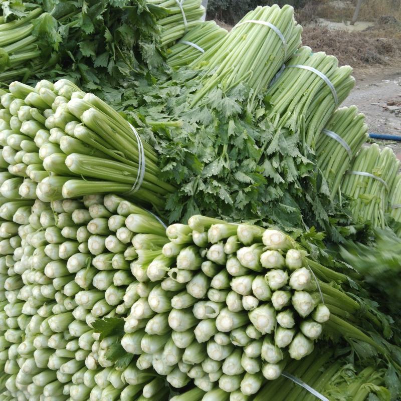 精品优质西芹，大棚西芹，美国西芹产地直供，直供全国各地。