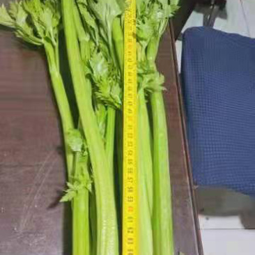 优质芹菜大量供应产地批发货源充足代发全国