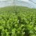 优质芹菜大量供应产地批发货源充足代发全国
