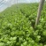 优质芹菜大量供应产地批发货源充足代发全国