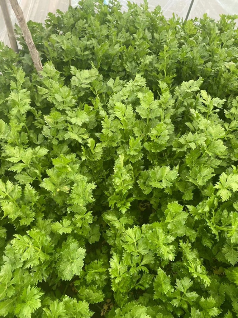 优质芹菜大量供应产地批发货源充足代发全国