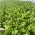 优质芹菜大量供应产地批发货源充足代发全国
