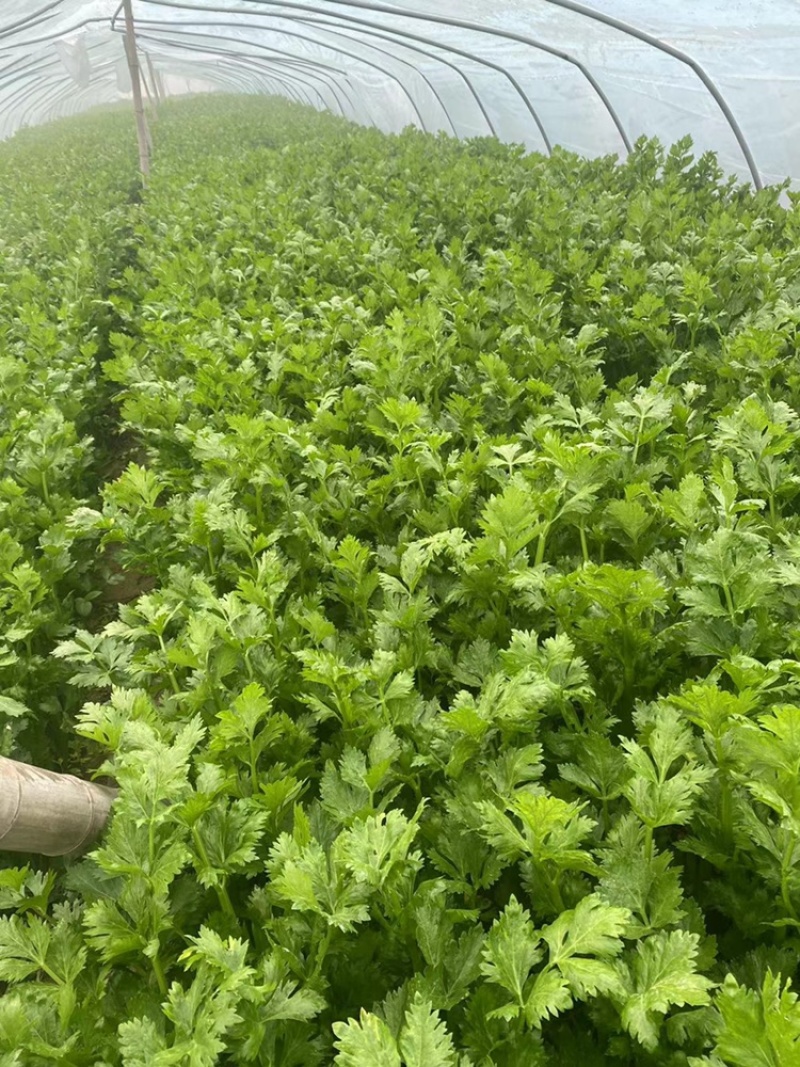 优质芹菜大量供应产地批发货源充足代发全国