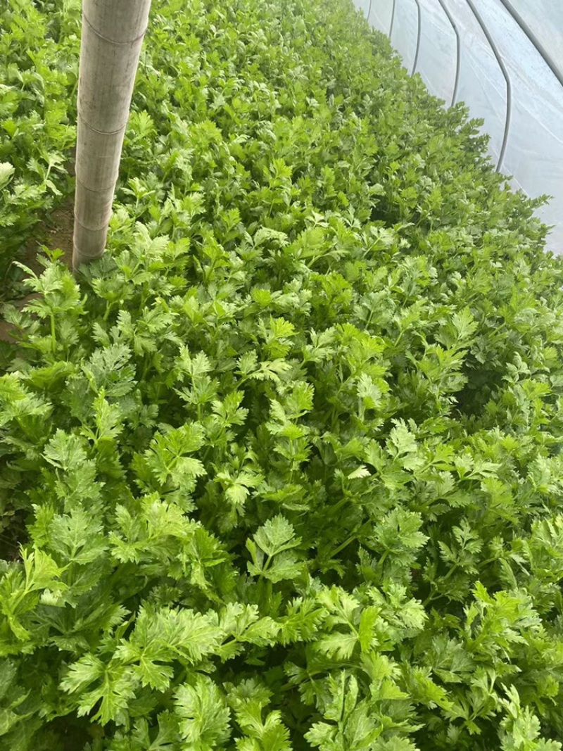 优质芹菜大量供应产地批发货源充足代发全国