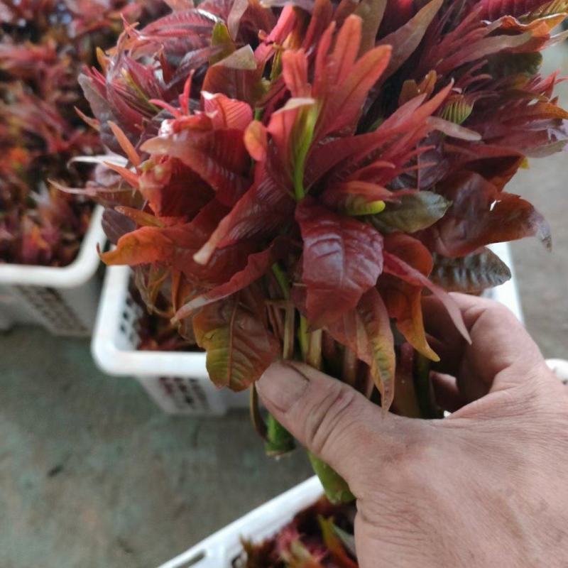 鲜嫩香椿芽？？？