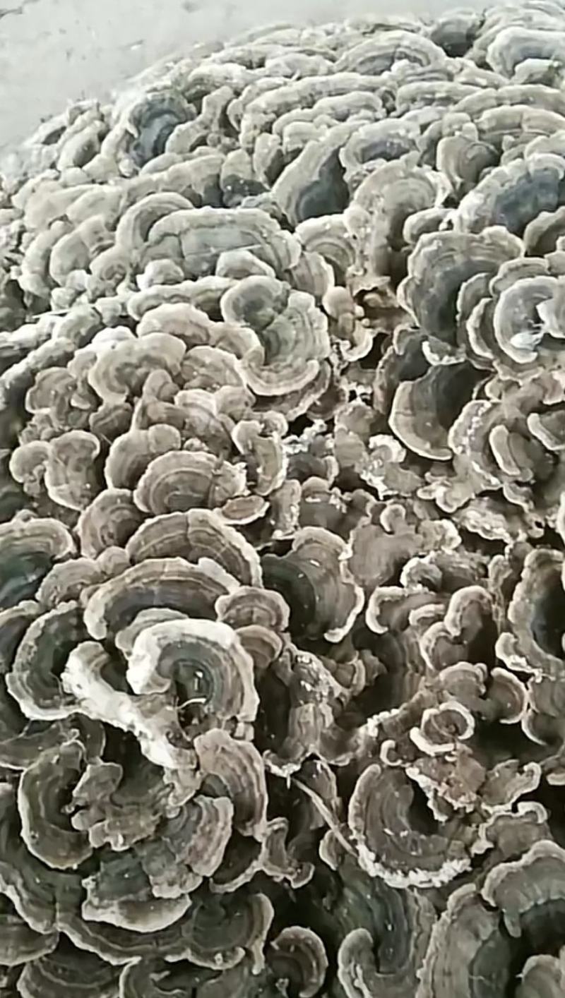 云芝