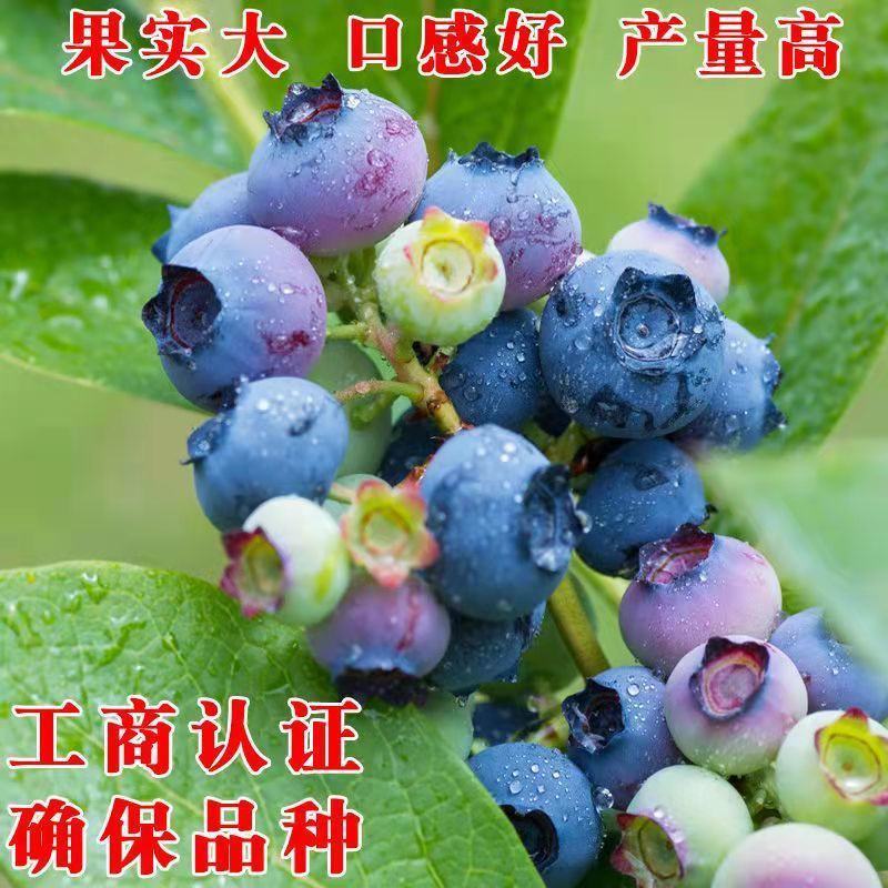 【带果子原土发货】蓝莓苗蓝莓树苗南北方四季种植果树苗当年