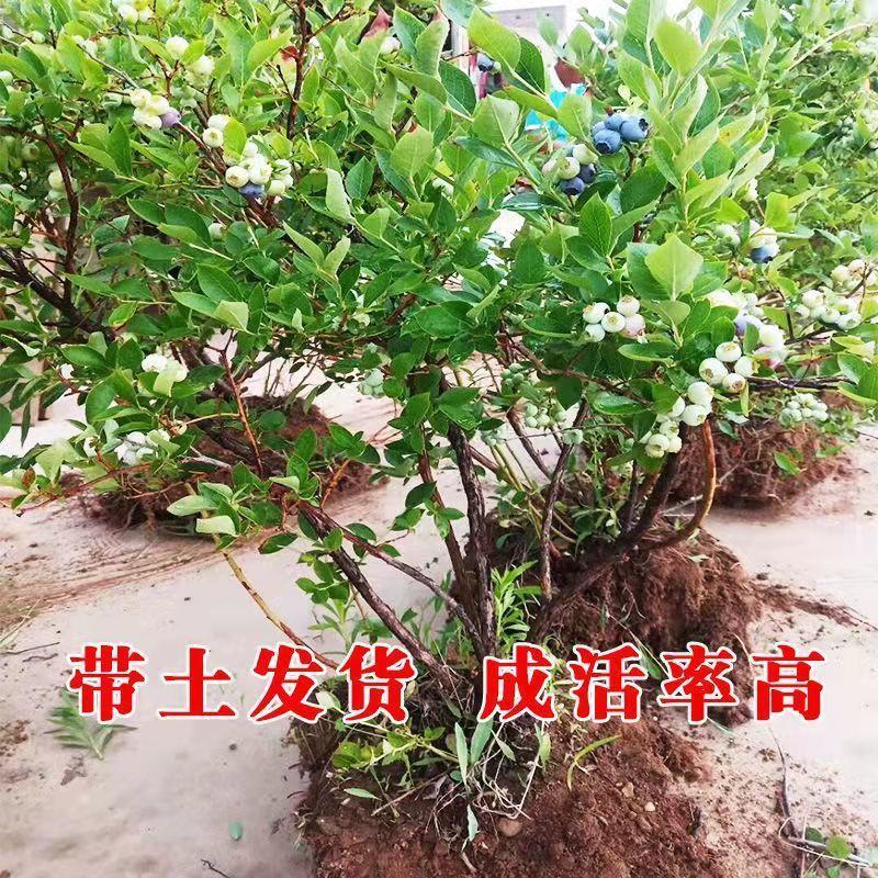 【带果子原土发货】蓝莓苗蓝莓树苗南北方四季种植果树苗当年