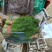 茴香河北茴香大量有货品质保障对接全国商超市场等