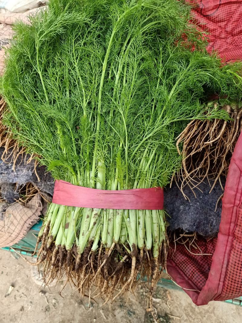茴香河北茴香大量有货品质保障对接全国商超市场等