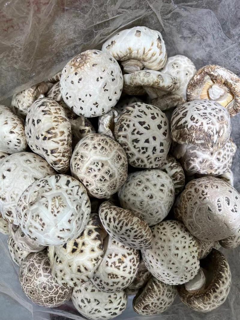 出口级大花菇带脚泌阳白花菇7～8厘木头菇