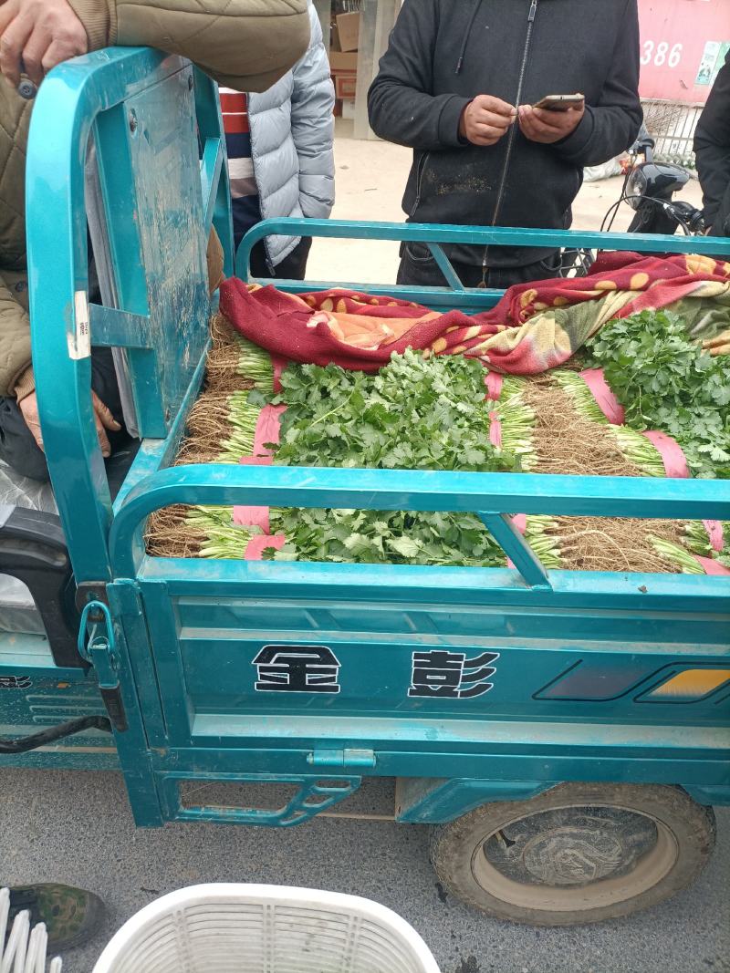 香菜，大棚万亩精品大叶香菜，一手货源低价批发