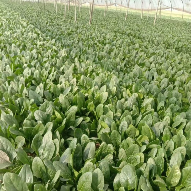 山东省菏泽市单县黑叶菠菜直销中箱装打捆，现挖现发