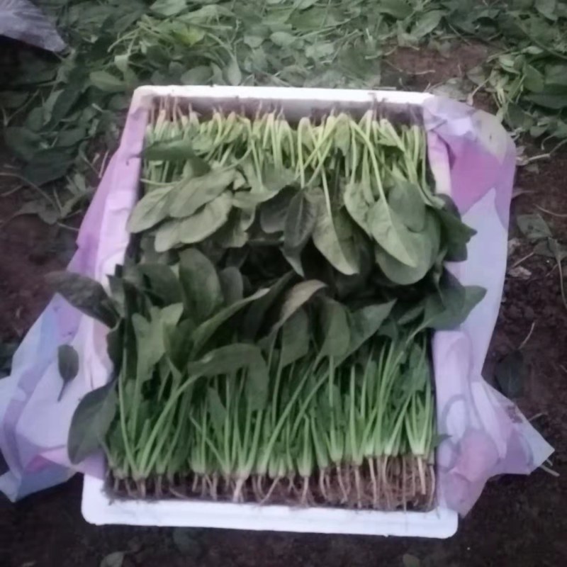 山东省菏泽市单县黑叶菠菜直销中箱装打捆，现挖现发
