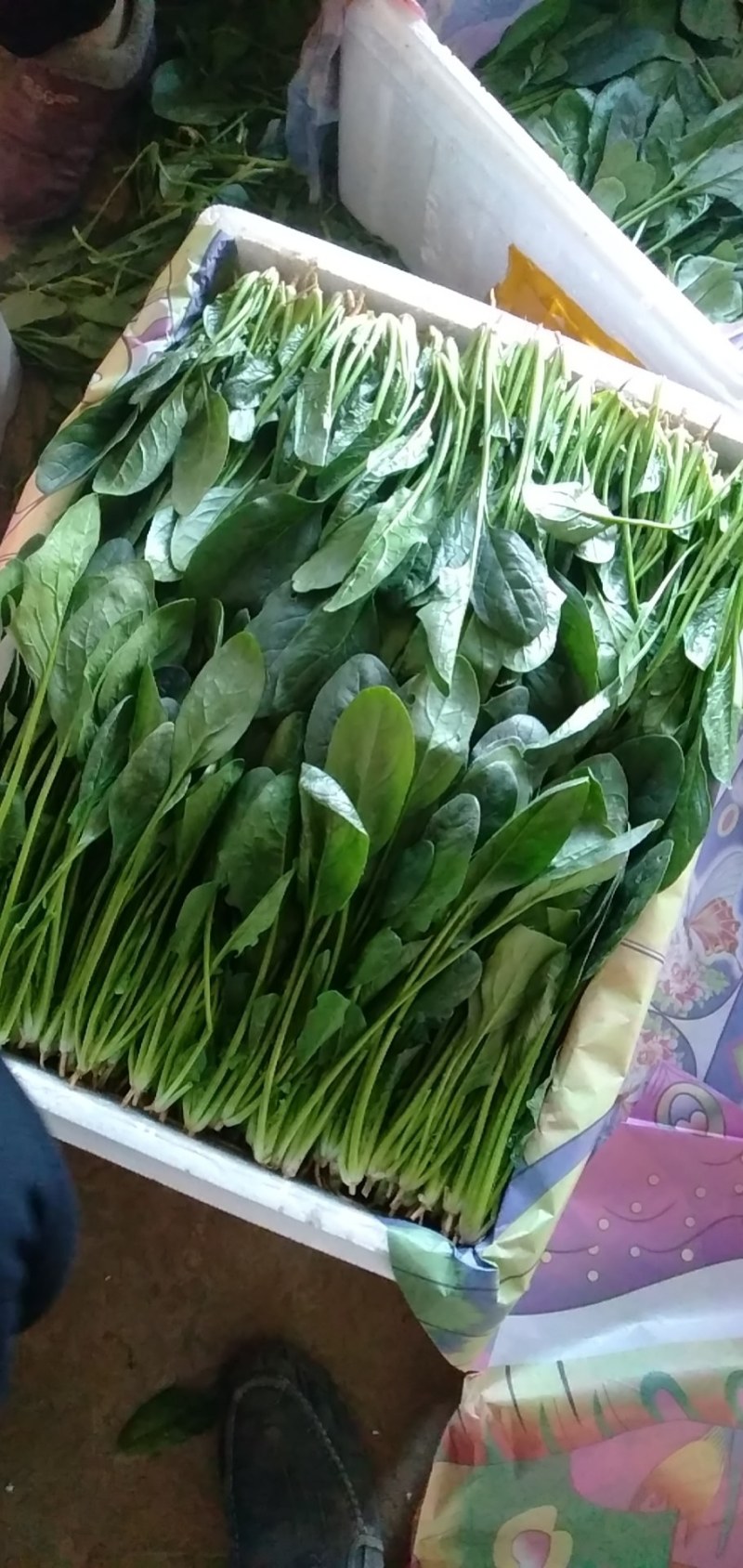 山东省菏泽市单县黑叶菠菜直销中箱装打捆，现挖现发