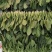 山东省菏泽市单县黑叶菠菜直销中箱装打捆，现挖现发