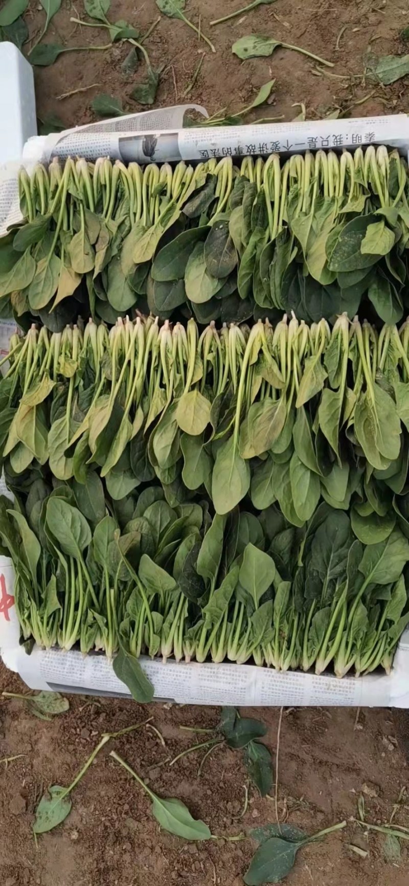 山东省菏泽市单县黑叶菠菜直销中箱装打捆，现挖现发