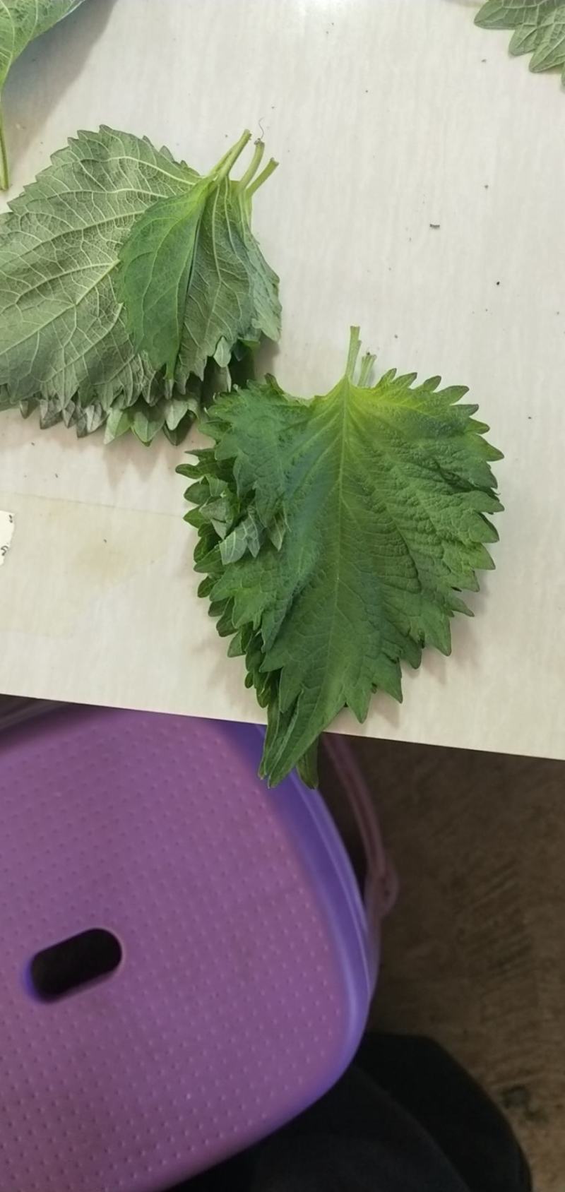 电话咨询欢迎厂家直销紫苏叶长期供货