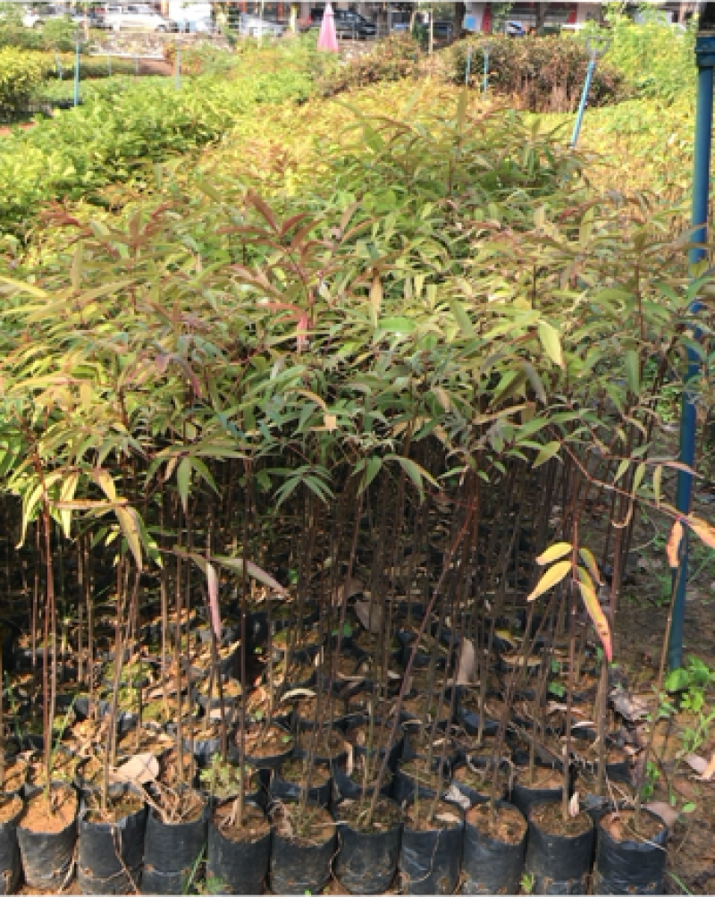 楝叶吴茱萸苗生态公园楝叶吴茱萸树苗山地景观