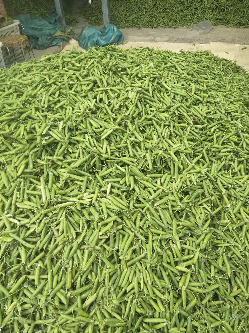 【精品】云南长寿仁豌豆货源充足质量保障量大从优